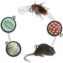 Ciclo dos arasitas