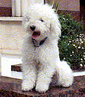 Olá! Sou o guarda do site